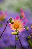 THE PICTON GARDEN AND OLD COURT NURSERIES, WORCESTERSHIRE: PINK FLOWERS OF DAHLIA BRIGHT EYES - PERENNIAL, SUMMER, SEPTEMBER