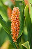 THE LYNDALLS, HEREFORDSHIRE: CLOSE UP OF THE ORNAGE FLOWER OF A GINGER LILY, GARLAND LILY  - HEDYCHIUM DENSIFLORUM ASSAM ORANGE, FRAGRANT, FRAGRANCE, SCENTED, PERENNIAL