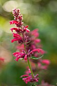 THE LYNDALLS, HEREFORDSHIRE: CLOSE UP OF PINK FLOWER OF AGASTACHE MEXICANA RED FORTUNE - SCENT, SCENTED, FRAGRANT, FRAGRANCE, SEPTEMBER, PLANT PORTRAIT, SINGLE, AROMATIC