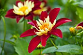THE LYNDALLS, HEREFORDSHIRE: CLOSE UP OF RED AND YELLOW FLOWER OF DAHLIA CHAMBORAZO - COLLERETTE