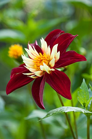 THE_LYNDALLS_HEREFORDSHIRE_CLOSE_UP_OF_RED_AND_YELLOW_FLOWER_OF_DAHLIA_CHAMBORAZO__COLLERETTE_PLANT_