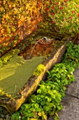 RYE HALL FARM, YORKSHIRE - DESIGNER SARAH MURCH - COUNTRY GARDEN, AUTUMN - TROUGH / POND / POOL WITH FROG FOUNTAIN AND AZOLLA FILICULOIDES - WATER FERN - AND WILD STRAWBERRIES