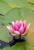 RYE HALL FARM, YORKSHIRE - DESIGNER SARAH MURCH - COUNTRY GARDEN, AUTUMN - CLOSE UP OF FLOWER OF WATER LILY - NYMPHAEA GLORIOSA. PLANT PORTRAIT, FLOATING, PINK, WATERLILY