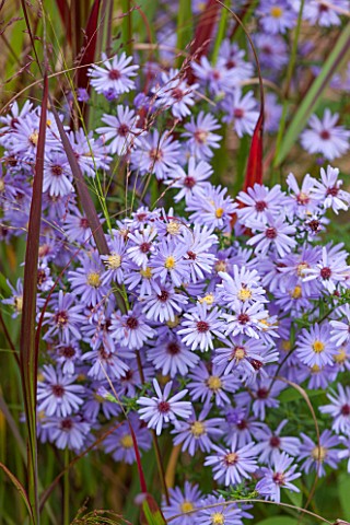 RYE_HALL_FARM_YORKSHIRE__DESIGNER_SARAH_MURCH__COUNTRY_GARDEN_AUTUMN__CLOSE_UP_OF_FLOWER_OF_ASTER_CO