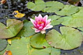 RYE HALL FARM, YORKSHIRE - DESIGNER SARAH MURCH - COUNTRY GARDEN, AUTUMN - CLOSE UP OF PINK FLOWER OF WATERLILY - NYMPHAEA GLORIOSA. FLOATING, LILIES, LILY, PLANT PORTRAIT