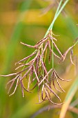 RYE HALL FARM, YORKSHIRE - DESIGNER SARAH MURCH - COUNTRY GARDEN, AUTUMN - CLOSE UP OF BROWN SEEDS ON SPIKELET OF CYPERUS LONGUS - SWEET GALLINGALE. PLANT PORTRAIT, PERENNIAL