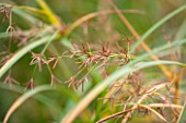 RYE HALL FARM, YORKSHIRE - DESIGNER SARAH MURCH - COUNTRY GARDEN, AUTUMN - CLOSE UP OF BROWN SEEDS ON SPIKELET OF CYPERUS LONGUS - SWEET GALLINGALE. PLANT PORTRAIT, PERENNIAL