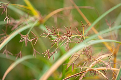 RYE_HALL_FARM_YORKSHIRE__DESIGNER_SARAH_MURCH__COUNTRY_GARDEN_AUTUMN__CLOSE_UP_OF_BROWN_SEEDS_ON_SPI