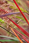 RYE HALL FARM, YORKSHIRE - DESIGNER SARAH MURCH - COUNTRY GARDEN, AUTUMN - CLOSE UP OF RED LEAVES OF PANICUM SQUAW - PLANT PORTRAIT, GRASS, SWORD LIKE, OCTOBER, DARK RED,