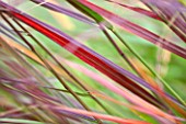RYE HALL FARM, YORKSHIRE - DESIGNER SARAH MURCH - COUNTRY GARDEN, AUTUMN - CLOSE UP OF RED LEAVES OF PANICUM SQUAW - PLANT PORTRAIT, GRASS, SWORD LIKE, OCTOBER, DARK RED,