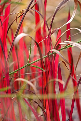 RYE_HALL_FARM_YORKSHIRE__DESIGNER_SARAH_MURCH__COUNTRY_GARDEN_AUTUMN__CLOSE_UP_OF_RED_LEAVES_OF_IMPE