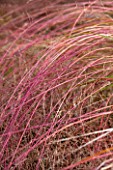 RYE HALL FARM, YORKSHIRE - DESIGNER SARAH MURCH - COUNTRY GARDEN, AUTUMN - CLOSE UP OF PHEASANTS TAIL  GRASS - ANEMANTHELE LESSONIANA - PLANT PORTRAIT, LEAVES, GRASS, GRASSES
