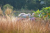 ELLICAR GARDENS, YORKSHIRE - DESIGNER SARAH MURCH - OCTOBER, AUTUMN, VIEW WITH GRASSES TO HORSES IN FIELD. AUTUMN, COUNTRY GARDEN, ROMANTIC, ROMANCE