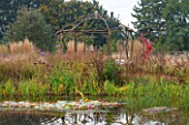 ELLICAR GARDENS, YORKSHIRE - DESIGNER SARAH MURCH - VIEW ACROSS NATURAL SWIMMING POND / POOL WITH COPPICED ASH AND HAZEL WOODEN GAZEBO - GRASSES, AUTUMN, OCTOBER, COUNTRY GARDEN