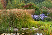 ELLICAR GARDENS, YORKSHIRE - DESIGNER SARAH MURCH - VIEW ACROSS NATURAL SWIMMING POND / POOL WITH CYPERUS LONGUS, ASTER LITTLE CARLOW, WATERLILIES - AUTUMN, OCTOBER, COUNTRY GARDEN