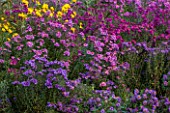 NORWELL NURSERIES, NOTTINGHAMSHIRE: BORDER WITH ASTERS - ATSRE NOVAE-ANGLIAE CULTIVARS AND HELIANTHUS MONARCH - MICHAELMAS DAISIES, AUTUMN, OCTOBER, BORDER, COUNTRY GARDEN
