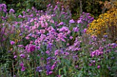 NORWELL NURSERIES, NOTTINGHAMSHIRE: BORDER OF ASTERS - MICHAELMAS DAISIES AND RUDBECKIA TRILOBA - FLOWERS, PINK, YELLOW - AUTUMN, OCTOBER, BORDER, COUNTRY GARDEN