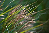 NORWELL NURSERIES, NOTTINGHAMSHIRE: CLOSE UP OF MISCANTHUS PURPLE FALLS. PLANT PORTRAIT, OCTOBER, FALL, AUTUMN, LATE SUMMER, GRASS, GRASSES, BACKLIT, BACKLIGHTING