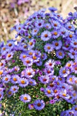NORWELL NURSERIES, NOTTINGHAMSHIRE: CLOSE UP OF PINK / BLUE / MAUVE FLOWERS OF MICHAELMAS DAISY - ASTER OCTOBER SKIES. PLANT PORTRAIT, OCTOBER, FALL, AUTUMN, LATE SUMMER, PERENNIAL