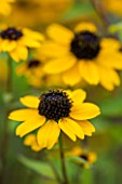 NORWELL NURSERIES, NOTTINGHAMSHIRE:CLOSE UP OF YELLOW FLOWER OF RUDBECKIA TRILOBA - PLANT PORTRAIT, PERENNIAL, FALL, AUTUMN, LATE SUMMER, OCTOBER