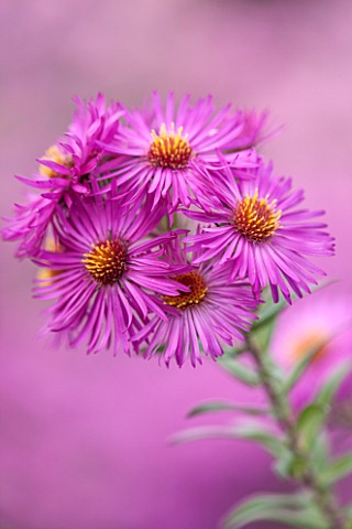 NORWELL_NURSERIES_NOTTINGHAMSHIRE_CLOSE_UP_OF_PINK_ASTER_FLOWER__ASTER_NOVAE_ANGLIAE_CRIMSON_BEAUTY_