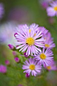 NORWELL NURSERIES, NOTTINGHAMSHIRE:CLOSE UP OF ASTER ERICOIDES ESTHER - FALL, OCTOBER, AUTUMN, PLANT PORTRAIT