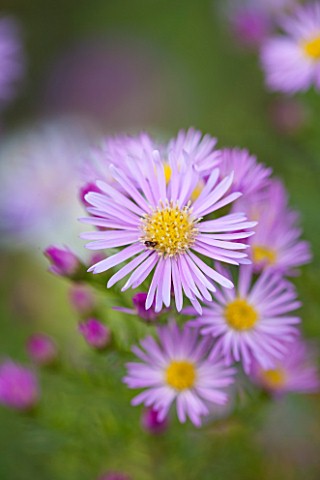 NORWELL_NURSERIES_NOTTINGHAMSHIRECLOSE_UP_OF_ASTER_ERICOIDES_ESTHER__FALL_OCTOBER_AUTUMN_PLANT_PORTR