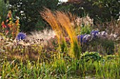 ELLICAR GARDENS, NOTTINGHAMSHIRE: NATURAL SWIMMING POOL / POND - VIEW ACROSS WATER TO GRASSES - MOLINIA ARUNDINACEA KARL FOERSTER - AND ASTERS, OCTOBER, AUTUMN, COUNTRY GARDEN
