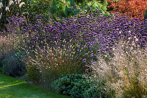 ELLICAR_GARDENS_NOTTINGHAMSHIRE_BORDER_BESIDE_LAWN_WITH_VERBENA_BONARIENSIS_AND_PENNISETUM_RED_BUTTO