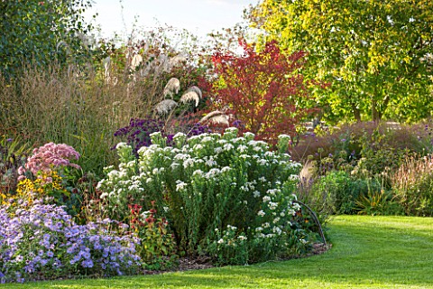 ELLICAR_GARDENS_NOTTINGHAMSHIRE_LAWN_AND_BORDER_WITH_ASTER_FRIKARTII_EUONYMUS_RED_CASCADE_AND__ASTER