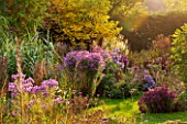 NORWELL NURSERIES, NOTTINGHAMSHIRE: ASTERS - MICHAELMAS DAISIES AND GRASSES IN THE EVENING SUN -  AUTUMN, OCTOBER, COUNTRY GARDEN, FALL, PLANT ASSOCIATION