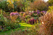 NORWELL NURSERIES, NOTTINGHAMSHIRE: ASTERS - MICHAELMAS DAISIES, GRASSES AND DAHLIAS IN THE EVENING SUN -  AUTUMN, OCTOBER, COUNTRY GARDEN, FALL, PLANT ASSOCIATION, BORDER