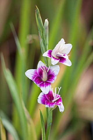 NORWELL_NURSERIES_NOTTINGHAMSHIRE_CLOSE_UP_OF_PINK_AND_CREAM_FLOWER_OF_GLADIOLUS_ADRIENNE__PLANT_POR