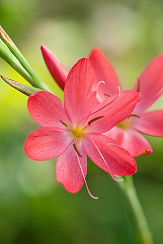 NORWELL_NURSERIES_NOTTINGHAMSHIRE_CLOSE_UP_OF_PINK_FLOWER_OF_SCHIZOSTYLIS_COCCINEA_ROSEA__PLANT_PORT