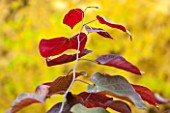 NORWELL NURSERIES, NOTTINGHAMSHIRE: CLOSE UP OF RED LEAVES OF CERCIS CANADENSIS FOREST PANSY - PLANT PORTRAIT, AUTUMN, OCTOBER, SHRUB, FOLIAGE, LEAVES