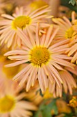 NORWELL NURSERIES, NOTTINGHAMSHIRE: CLOSE UP OF FLOWER OF MARY STOKER - PLANT PORTRAIT, FLOWER, AUTUMN, FALL, OCTOBER, PERENNIAL