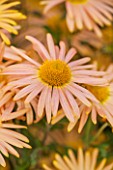NORWELL NURSERIES, NOTTINGHAMSHIRE: CLOSE UP OF FLOWER OF MARY STOKER - PLANT PORTRAIT, FLOWER, AUTUMN, FALL, OCTOBER, PERENNIAL