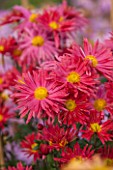 NORWELL NURSERIES, NOTTINGHAMSHIRE: CLOSE UP OF PINKY RED FLOWERS OF CHRYSANTHEMUM ROSE MADDER - PLANT PORTRAIT, FLOWER, AUTUMN, FALL, OCTOBER, PERENNIAL