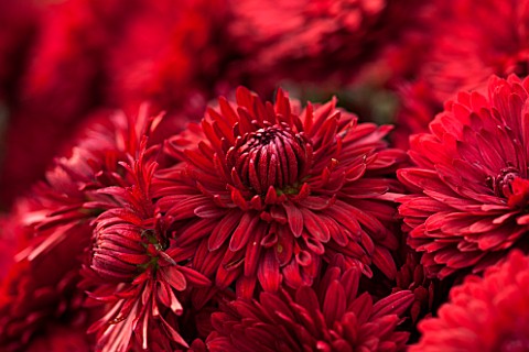NORWELL_NURSERIES_NOTTINGHAMSHIRE_CLOSE_UP_OF_RED_FLOWERS_OF_CHRYSANTHEMUM_RUBY_MOUND__PLANT_PORTRAI