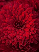 NORWELL NURSERIES, NOTTINGHAMSHIRE: CLOSE UP OF RED FLOWERS OF CHRYSANTHEMUM RUBY MOUND - PLANT PORTRAIT, FLOWER, AUTUMN, FALL, OCTOBER, PERENNIAL