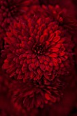 NORWELL NURSERIES, NOTTINGHAMSHIRE: CLOSE UP OF RED FLOWERS OF CHRYSANTHEMUM RUBY MOUND - PLANT PORTRAIT, FLOWER, AUTUMN, FALL, OCTOBER, PERENNIAL