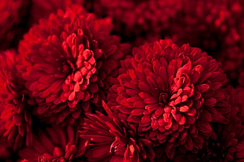 NORWELL_NURSERIES_NOTTINGHAMSHIRE_CLOSE_UP_OF_RED_FLOWERS_OF_CHRYSANTHEMUM_RUBY_MOUND__PLANT_PORTRAI