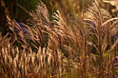 NORWELL NURSERIES, NOTTINGHAMSHIRE: CLOSE UP OF MISCANTHUS FLAMINGO. PLANT PORTRAIT, OCTOBER, FALL, AUTUMN, LATE SUMMER, GRASS, GRASSES, BACKLIT, BACKLIGHTING