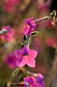 NORWELL NURSERIES, NOTTINGHAMSHIRE: CLOSE UP PLANT PORTRAIT OF NICOTIANA PINK SENSATION - PINK, FLOWER, FLOWERING, AUTUMN, LATE SUMMER, FALL, ANNUAL