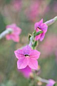 NORWELL NURSERIES, NOTTINGHAMSHIRE: CLOSE UP PLANT PORTRAIT OF NICOTIANA PINK SENSATION - PINK, FLOWER, FLOWERING, AUTUMN, LATE SUMMER, FALL, ANNUAL