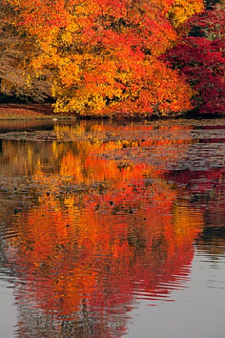 THE_NATIONAL_TRUST__SHEFFIELD_PARK_SUSSEX__IN_AUTUMN_OCTOBER_FALL_VIEW_ACROSS_THE_LAKE_WITH_AUTUMN_C