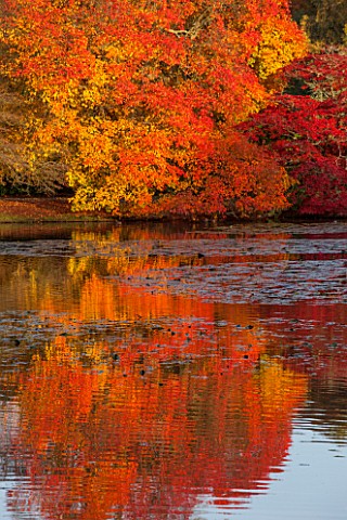 THE_NATIONAL_TRUST__SHEFFIELD_PARK_SUSSEX__IN_AUTUMN_OCTOBER_FALL_VIEW_ACROSS_THE_LAKE_WITH_AUTUMN_C