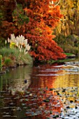 THE NATIONAL TRUST - SHEFFIELD PARK, SUSSEX,  IN AUTUMN. OCTOBER, FALL, LAKE WITH AUTUMN COLOUR TREES REFLECTED IN THE WATER, POND, POOL - PAMPAS GRASS AND TAXODIUM DISTICHUM