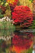 THE NATIONAL TRUST - SHEFFIELD PARK, SUSSEX,  IN AUTUMN. OCTOBER, FALL, LAKE WITH AUTUMN COLOUR TREES REFLECTED IN THE WATER, POND, POOL - ACER PALMATUM AND PAMPAS GRASS