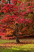 THE NATIONAL TRUST - SHEFFIELD PARK, SUSSEX,  IN AUTUMN. OCTOBER, FALL, ACER PAL;MATUM IN THE WOODLAND - TREE, PLANT PORTRAIT, AUTUMN COLOUR